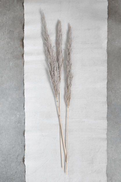 Dried Natural Pampas Grass Bunch