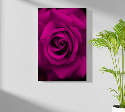 Rose Aluminum Print